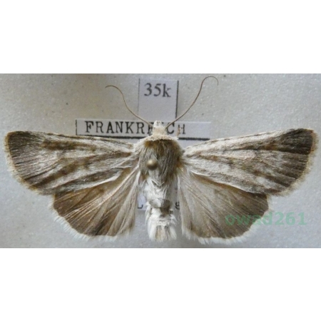 Standfussiana lucernea (Linnaeus, 1758) France35k
